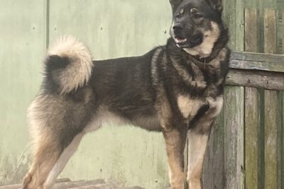 Восточно- сибирская лайка