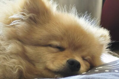 Вязка, кобель, Померанский шпиц