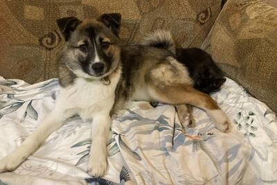 очень красивая девочка щенок в дар