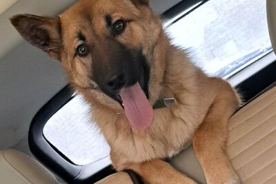 милая девочка щенок ищет семью