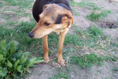 2 Щенка элинской гончей