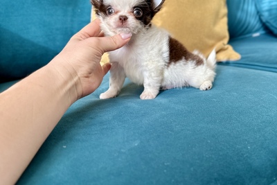 Малыш чихуахуа