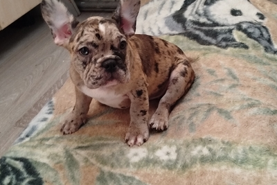 Французский бульдог