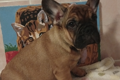 Французский бульдог