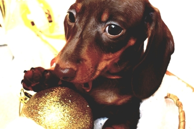 Такса кроличья