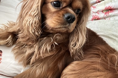 Кавалер Кинг чарльз спаниель вязка, кабель