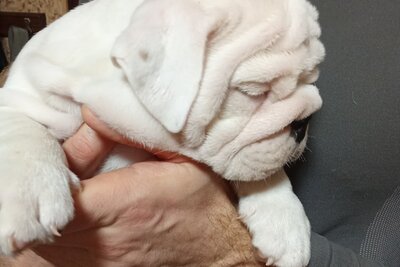 Щенки английского бульдога