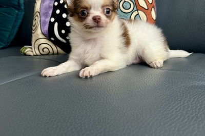 Малыш чихуахуа