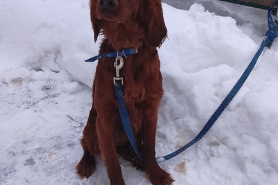 Подрощенная девочка ирландского сеттера