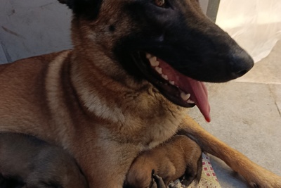 Чистокровные щенки Малинуа