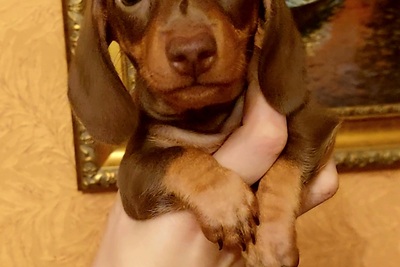 Такса кроличья