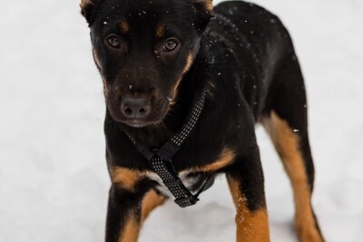 ШОКОЛАПКЕ НУЖНА СЕМЬЯ