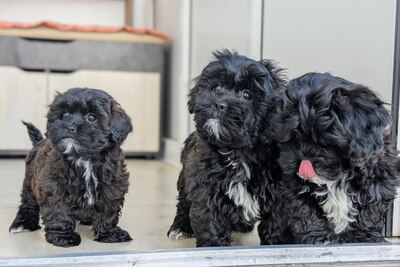 Маленькое счастье детки мальтипу F1