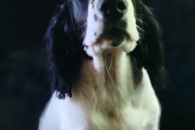 Русский спаниель