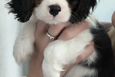 Кобель ККЧС