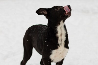 КРОШЕЧКЕ ОЧЕНЬ НУЖЕН ДОМ