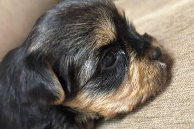 Мини йоркширский терьер