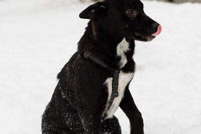 ЗАМЕЧАТЕЛЬНАЯ СТРЕЛОЧКА ИЩЕТ ДОМ