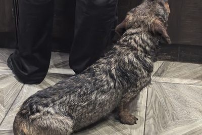 Жесткошерстная такса