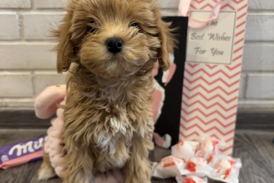 мальчик мальтипу ф1