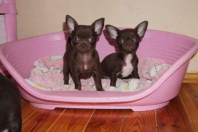 Чихуахуа щенки. Разные мальчики и девочки.