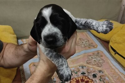 Щенки русского охотничьего спаниеля