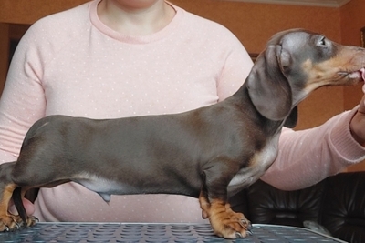 Такса кроличья