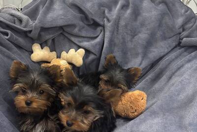 Три маленьких джентельмена в поиске любящих сердец !