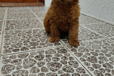 Карликовый пудель(мелкий)