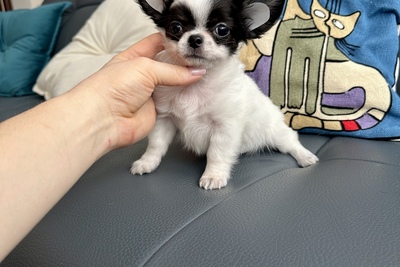 Малыш чихуахуа