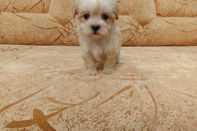 Микро Мальтипу F1