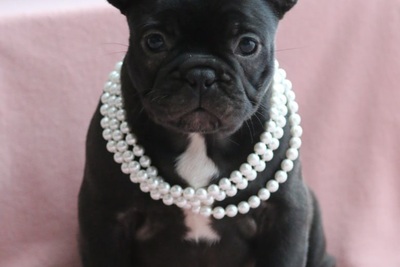 Девочка французкого бульдога