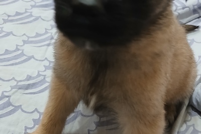 Щенок в дар