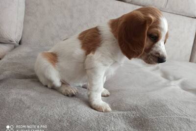 Русский охотничий спаниель