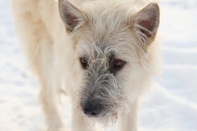 Бруно 1,5 года ищет дом!