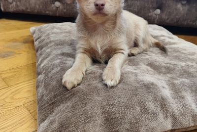 Мальчик чихуахуа красивого лилового окраса