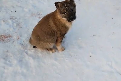 Продам щенков ЗСЛ