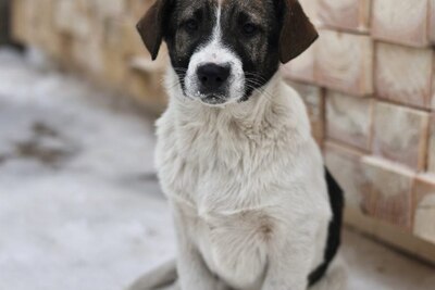 Щенок в дар!