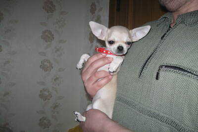 чихуахуа МИНИ малыш крутыш