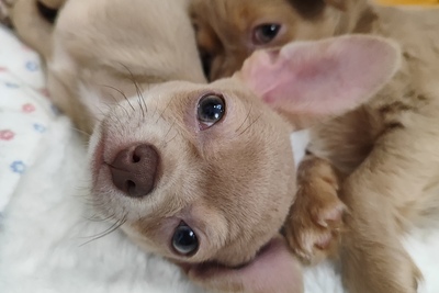 Мальчик чихуахуа красивого окраса