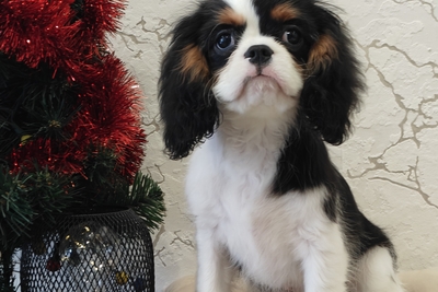 Девочка кавалер кинг чарльз спаниель