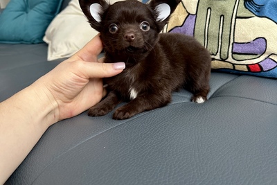 Шоколадный мальчик чихуахуа