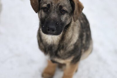 Щенок в дар!