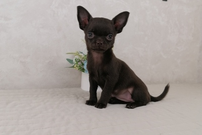 Девочка Чихуахуа