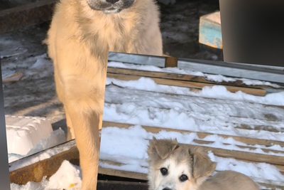 Щенки в дар