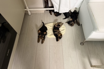 Щенки Йоркширского терьера “мини” с родословными