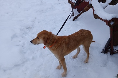 Русская гончая