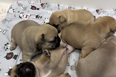 Щенки французского бульдога