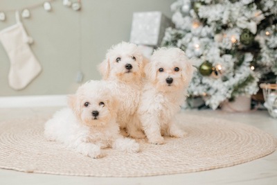 Продажа щенков Бишон-фризе