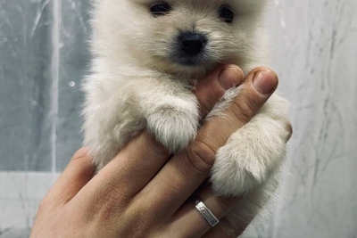 Щенки шпица